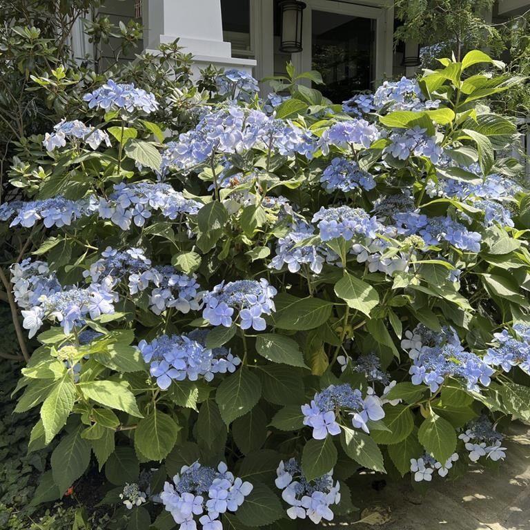 The heat has affected my garden for good (tall tomatoes) and bad (tick alert)